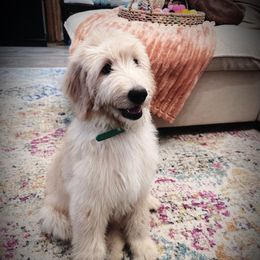 Green Collar- Finn - Apricot male Goldendoodle puppy in Silsbee, Texas from Barkley Lane Doodles LLC