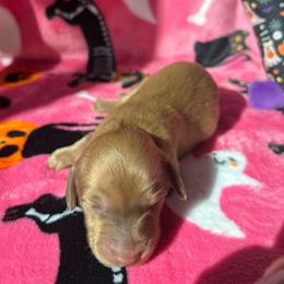Bonnie - Cream female Dachshund puppy in Yucaipa, California from Motorhead Dachshunds