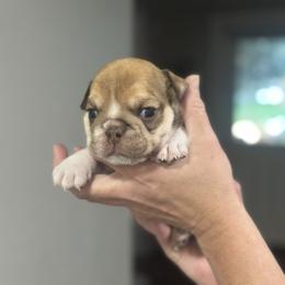 Girl 1 - Chocolate tri-color female Bulldog puppy in Plano, Texas from Dallas Finest Bulldogs