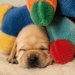 Labrador Retriever Puppies from Meritrust Labradors