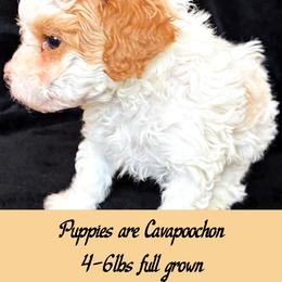 Bichon Frise, Cavalier King Charles Spaniel, and Poodle Puppies from Daisy Pups