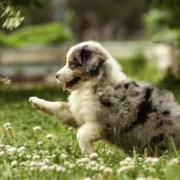 Miniature American Shepherd, Miniature Australian Shepherd, and Toy Australian Shepherd Puppies from Fine Hill Aussies