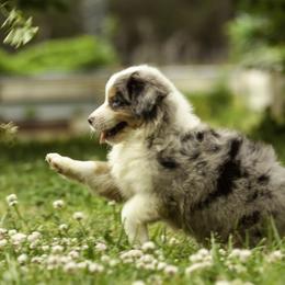 Miniature American Shepherd, Miniature Australian Shepherd, and Toy Australian Shepherd Puppies from Fine Hill Aussies