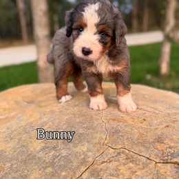 Bernedoodle Puppies from Sweet Pea Bernedoodles