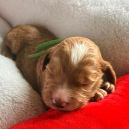 Cosmo - green collar - Apricot male Goldendoodle puppy in Puyallup, Washington from Dawnie’s Doodles