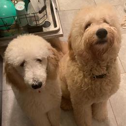 Goldendoodles from Max and Ruby's Goldendoodles