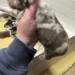 Huntington - Red merle male Australian Shepherd puppy in Massachusetts from Knauer Australian Shepherds