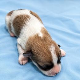 Cowboy - Tri-color male Coton de Tulear puppy in Pflugerville, Texas from Beethoven’s Cotons