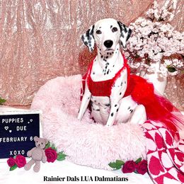 Dalmatian Puppies from Rainier DALS LUA Dalmatians of Washington