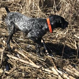 Pearl - German Shorthaired Pointer