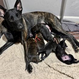 Black - Silver brindle female Dutch Shepherd puppy in Auburn, Georgia from Faberge Hollandse Herdershond