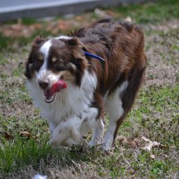 Jager - Miniature Australian Shepherd