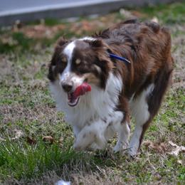 Jager - Miniature Australian Shepherd
