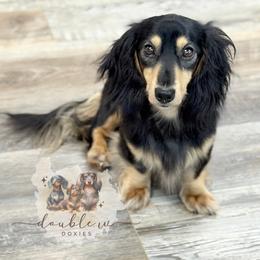 Goose - Dachshund