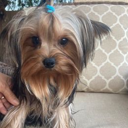 Lukas - Yorkshire Terrier