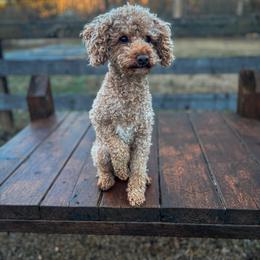 Poodle puppies from Cutiepie Cavapoos