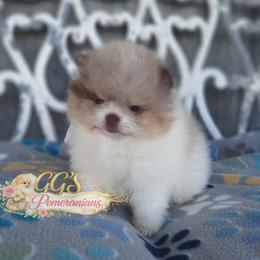 Tracker - Chocolate merle male Pomeranian puppy in Oologah, Oklahoma from GG's Pomeranians