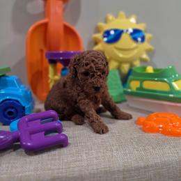 Yeti (AKC) - Red  male Poodle puppy in Rainbow City, Alabama from Spinks Poodles