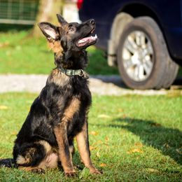 Rain - Sable female German Shepherd puppy in Clarkrange, Tennessee from Vom Wolff