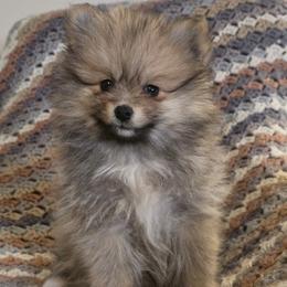 Buttercup - Orange sable female Pomeranian puppy in Plainfield, Indiana from Abby's Pampered Pooches