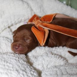 Pumpkin - Red  female Goldendoodle puppy in Trenton, Tennessee from Pickard’s country Golden doodles