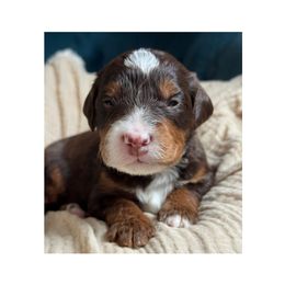 Rocky - Brown and white male Bernedoodle puppy in Hillsboro, Oregon from Myt fine doodles