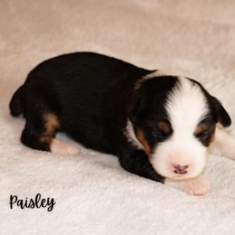 Paisley - Black tri female Miniature Australian Shepherd puppy in Blackfoot, Idaho from Bellewynd Acres