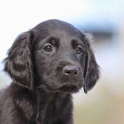 Flat-Coated Retriever Puppies from Midnight Oaks