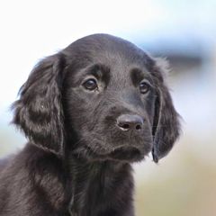 Flat-Coated Retriever Puppies from Midnight Oaks