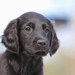 Flat-Coated Retriever Puppies from Midnight Oaks