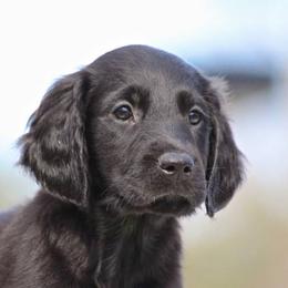 Flat-Coated Retriever Puppies from Midnight Oaks