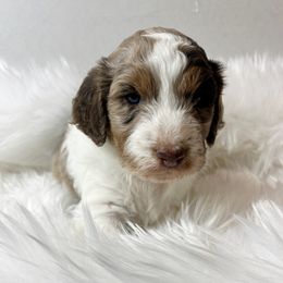Ash - Red merle male Aussiedoodle puppy in Clarkston, Washington from Aussiedoodle palace