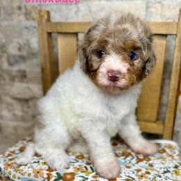 Chickadee - Merle female Bernedoodle puppy in Midland, Michigan from Northern Charm Farm