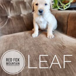 Leaf - Yellow male Labrador Retriever puppy in Robesonia, Pennsylvania from Red Fox Mountain