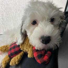 Buckeye - Parti male Goldendoodle puppy in Eaton, Ohio from Dezi’s Sonshine Doodles