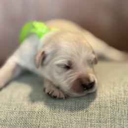 Miss Lime - Light golden female Golden Retriever puppy in Patterson, California from Trusted Valley Retrievers