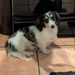 Waffles - Dachshund