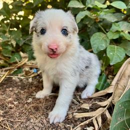 Snowy - Blue merle female Border Collie puppy in Mesa, Arizona from Ranch Girl Border Collies