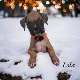 Boxer Puppies from Kristi Kenny