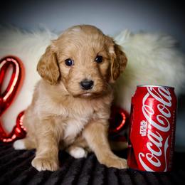 Honey - Apricot female Goldendoodle puppy in Mc Arthur, California from California Golden Love