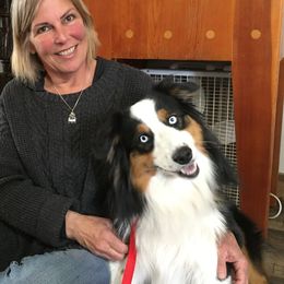 Ozzie - Miniature American Shepherd