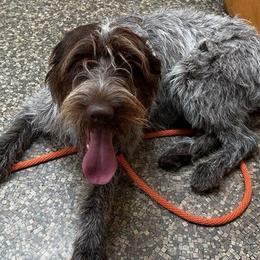 Sage - Wirehaired Pointing Griffon