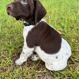 Butch - Liver and white male German Shorthaired Pointer puppy in Georgia from CMC Farms