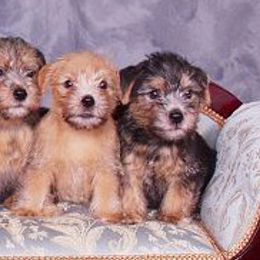 Norfolk Terriers and Pugs from Locklan Kennel