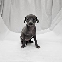 Max - Blue male Italian Greyhound puppy in Newalla, Oklahoma from Heartland Iggys