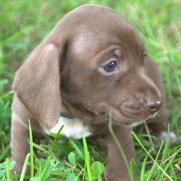 Bradford - Chocolate male Dachshund puppy in Griffin, Georgia from Always Trippin' Doxie Life