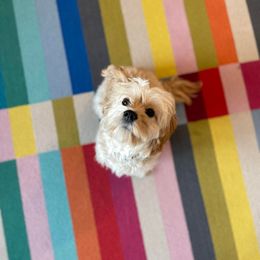 Cavapoo Puppies from Jessie's Puppies