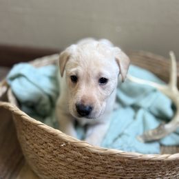 Yellow puppy 1 - Yellow male Labrador Retriever puppy in Le Center, Minnesota from Wild Acre Kennels