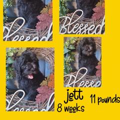 Boy 4 - Saint Berdoodle puppy in St. Maries, Idaho from Casseldoodles @ CasselFarm