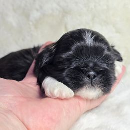 Connor - Brindle and white male Shih Tzu puppy in Mountain Grove, Missouri from Precious Puppies